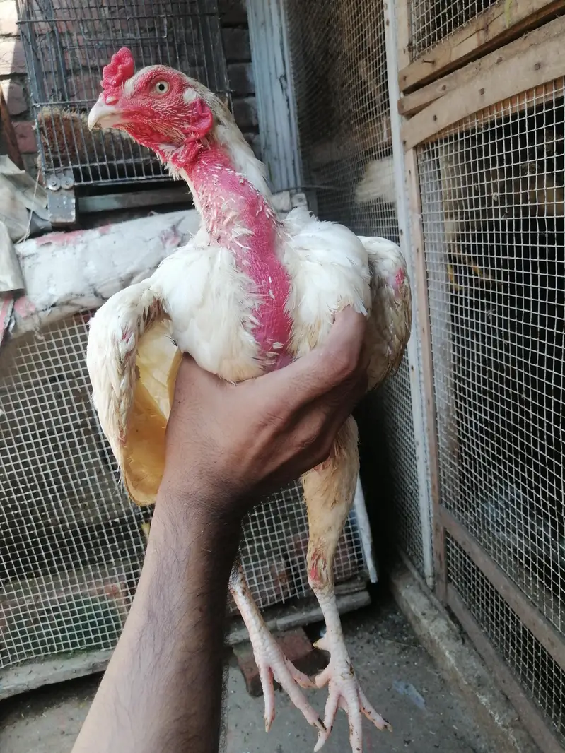 aseel heera or minawali — photo 8