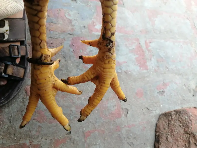 aseel heera or minawali — photo 11