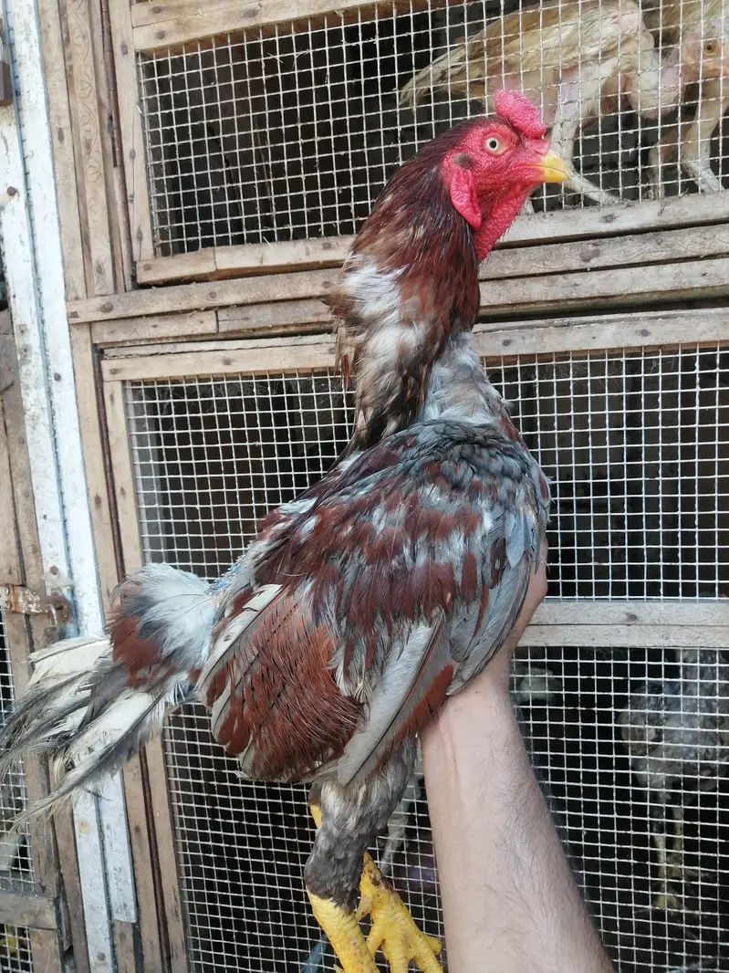 aseel heera or minawali — photo 12