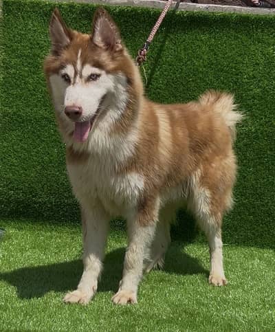 Siberian husky pair