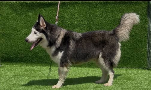 Siberian husky pair