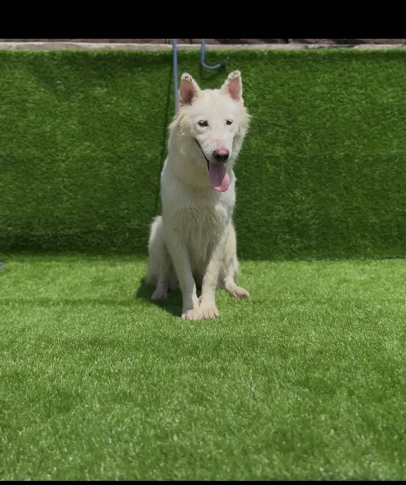 Siberian husky pair — photo 5