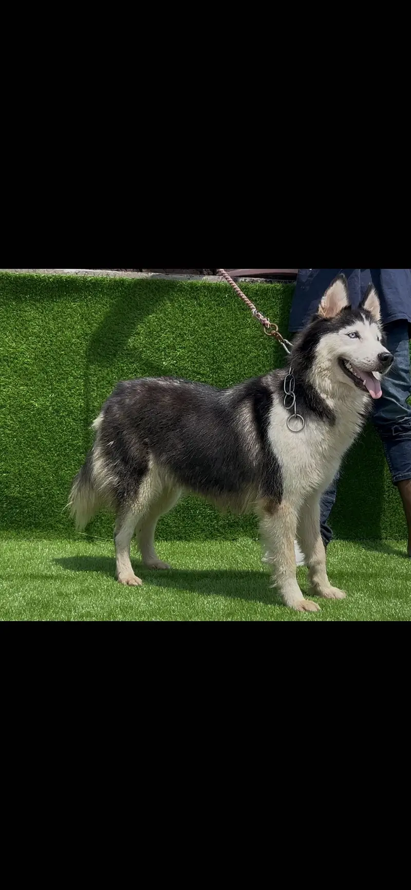 Siberian husky pair — photo 6