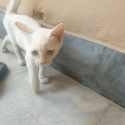 Persion kitten