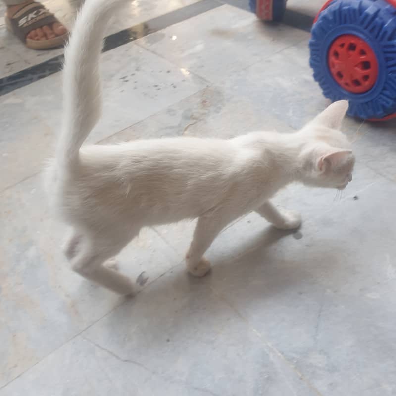 Persion kitten 1