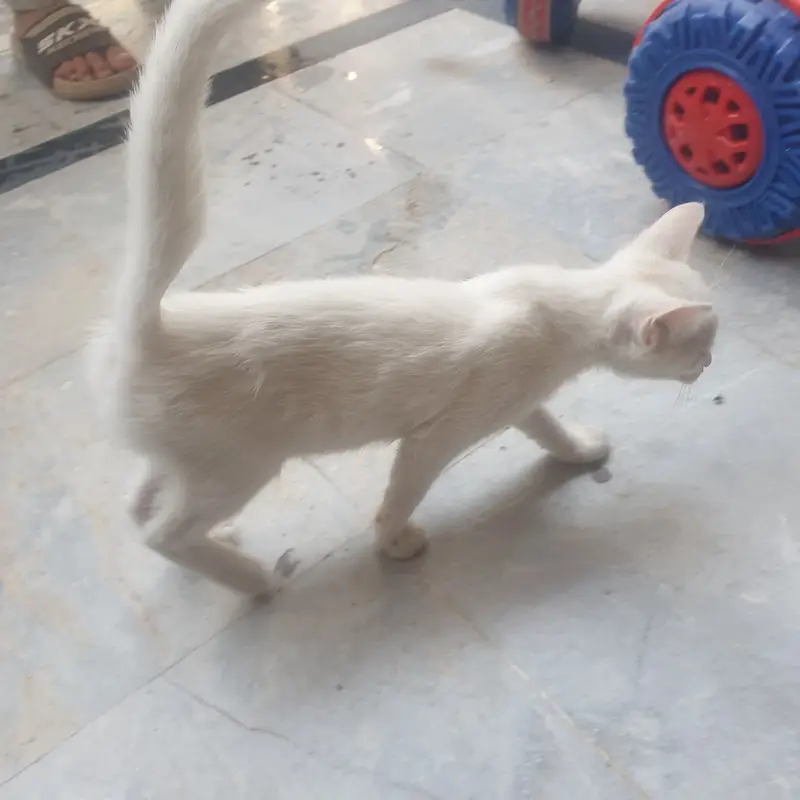 Persion kitten — photo 2