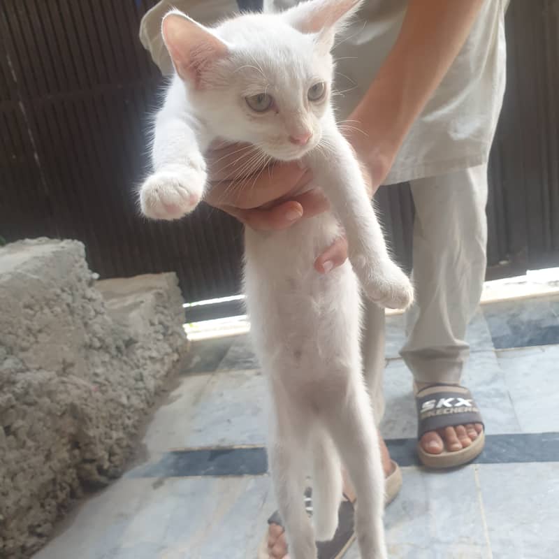 Persion kitten 2