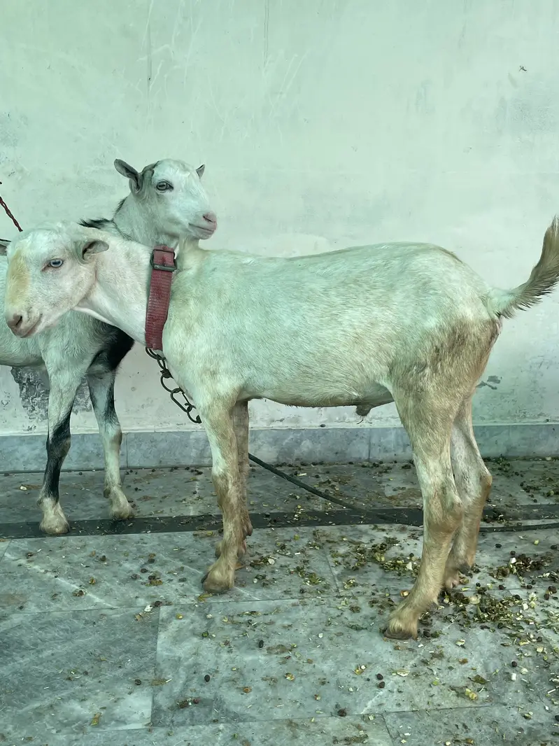 goats     teddy bakra     maki cheena — photo 2