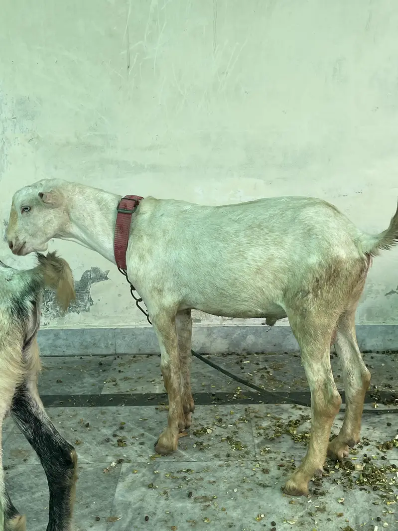 goats     teddy bakra     maki cheena — photo 3