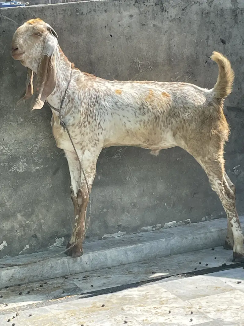 goats     teddy bakra     maki cheena — photo 4