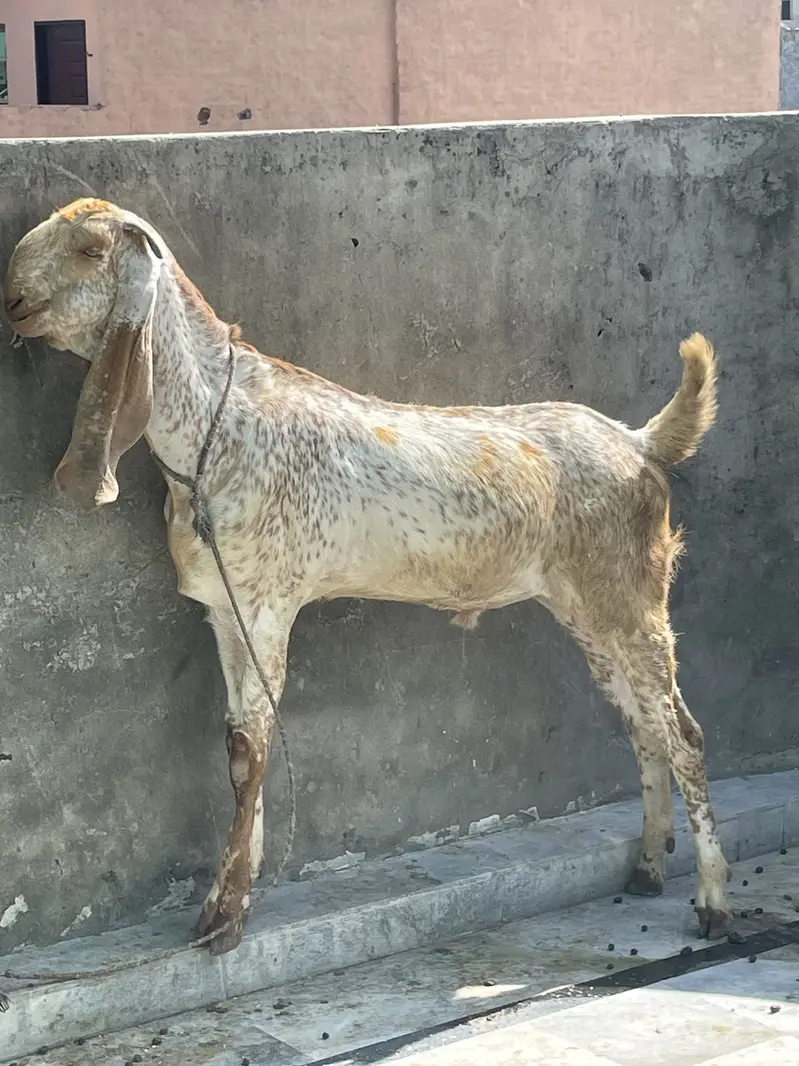 goats     teddy bakra     maki cheena — photo 5