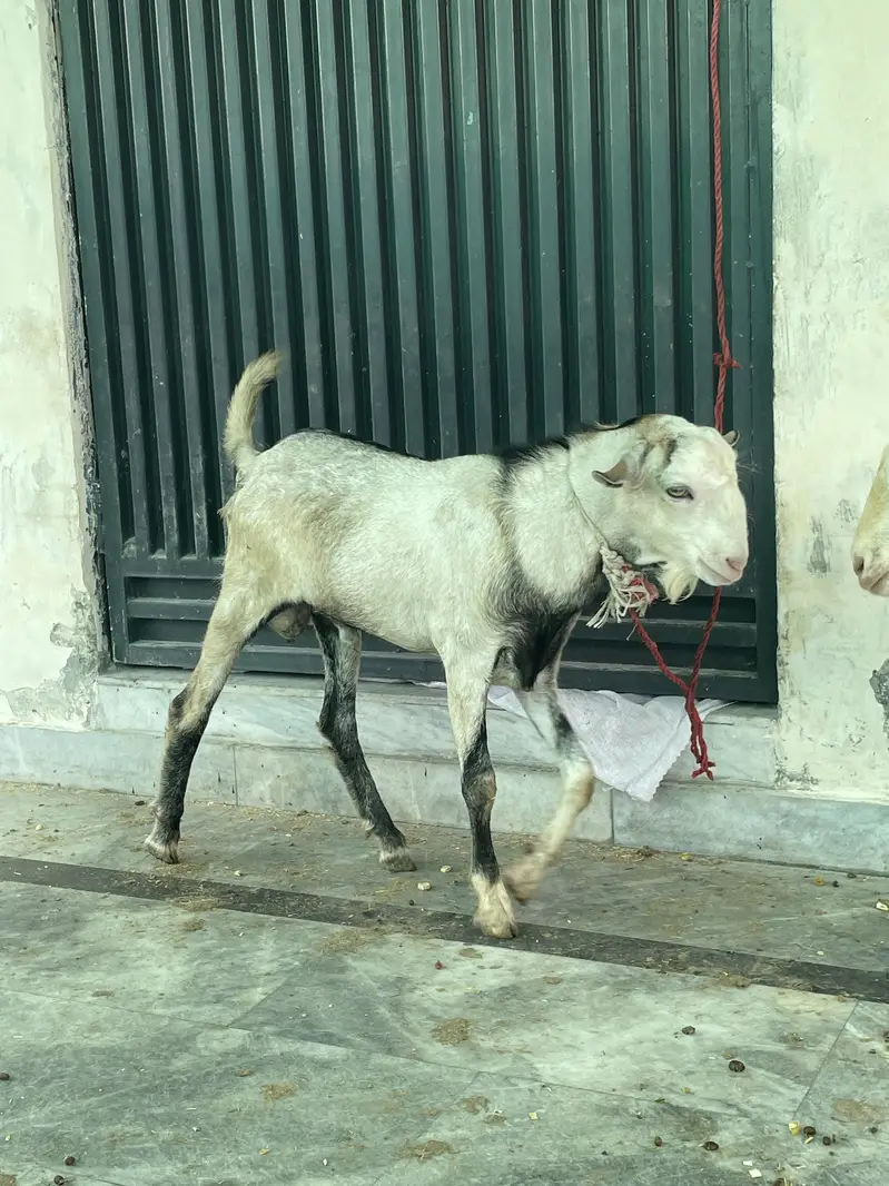 goats     teddy bakra     maki cheena — photo 6
