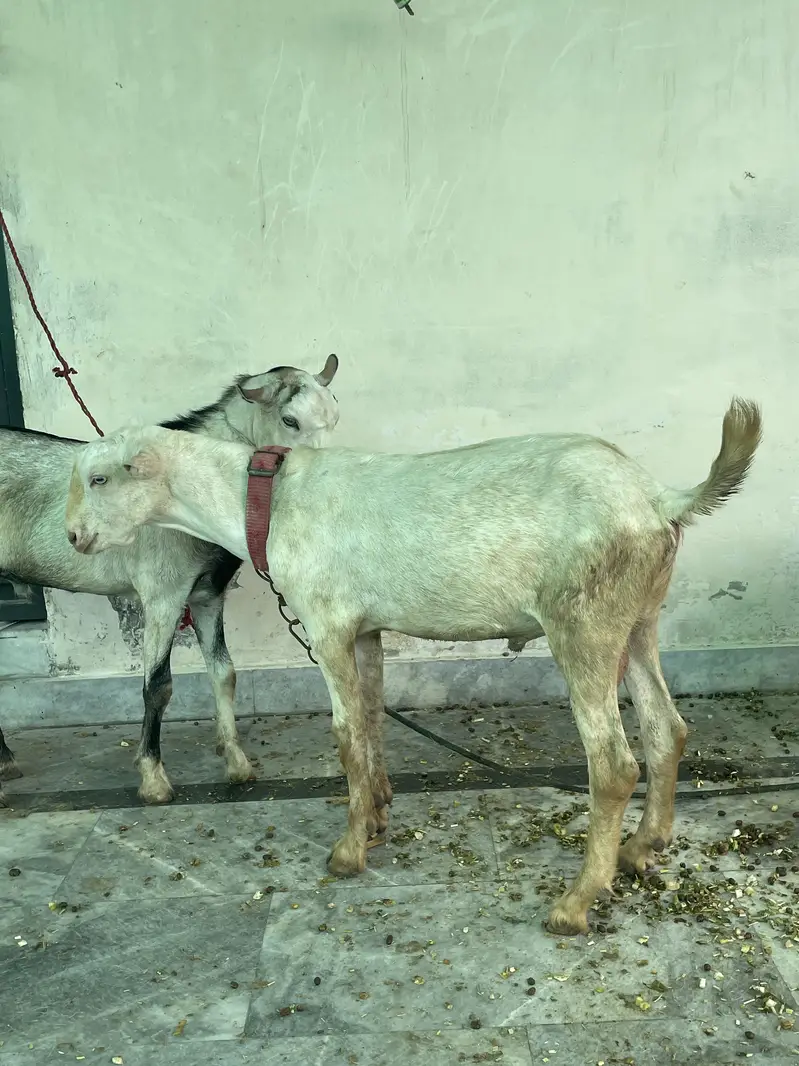 goats     teddy bakra     maki cheena — photo 7
