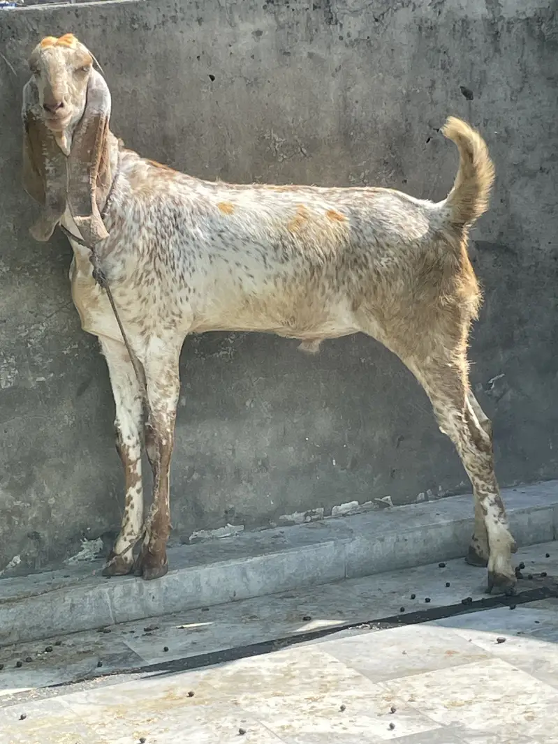 goats     teddy bakra     maki cheena — photo 8