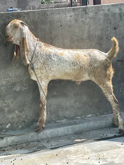 goats     teddy bakra     maki cheena
