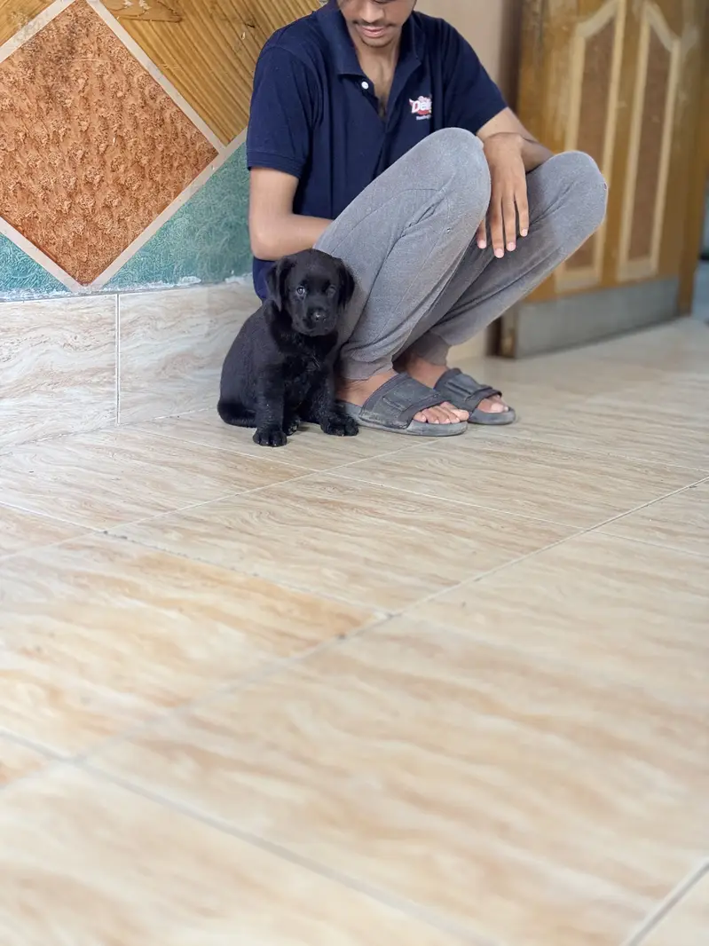 Pure Labrador puppy — photo 3