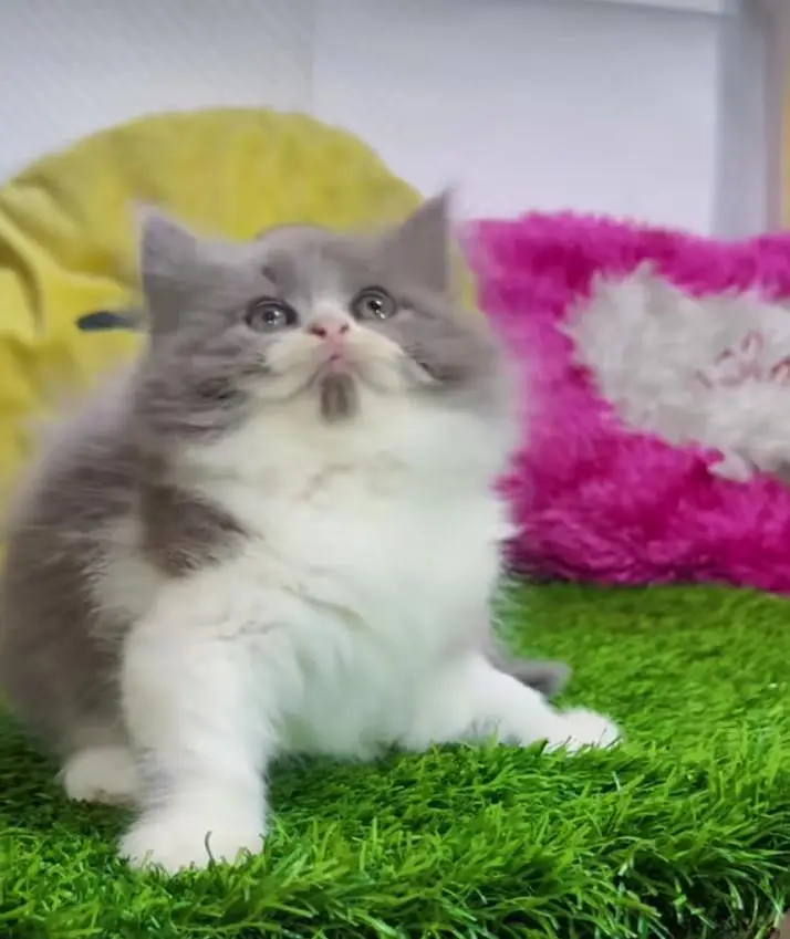 Persian cats My WhatsApp 03057080474  \\\///@&#$@$@$@ — photo 2