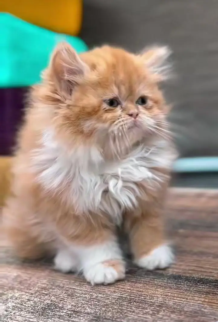 Persian cats My WhatsApp 03057080474  \\\///@&#$@$@$@ — photo 3