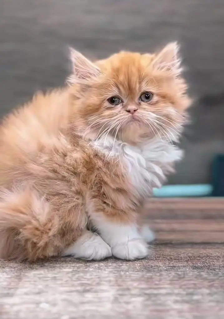 Persian cats My WhatsApp 03057080474  \\\///@&#$@$@$@ — photo 4