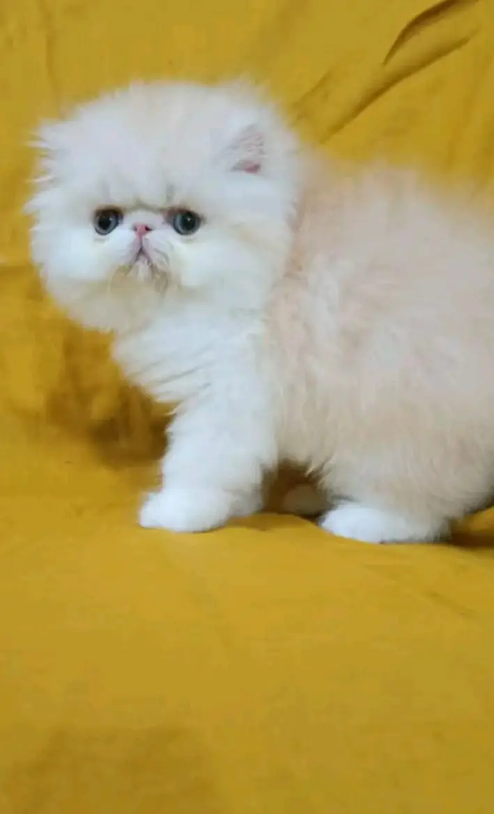 Persian cats My WhatsApp 03057080474  \\\///@&#$@$@$@ — photo 8