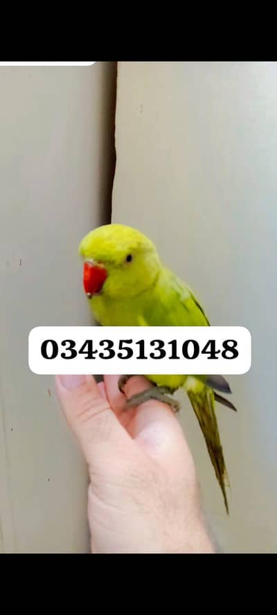 Green ringneck parrot handtame