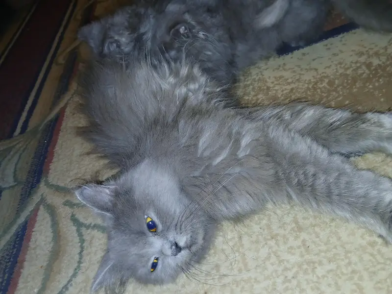 Russian Mother cat with 2 kittens — photo 2