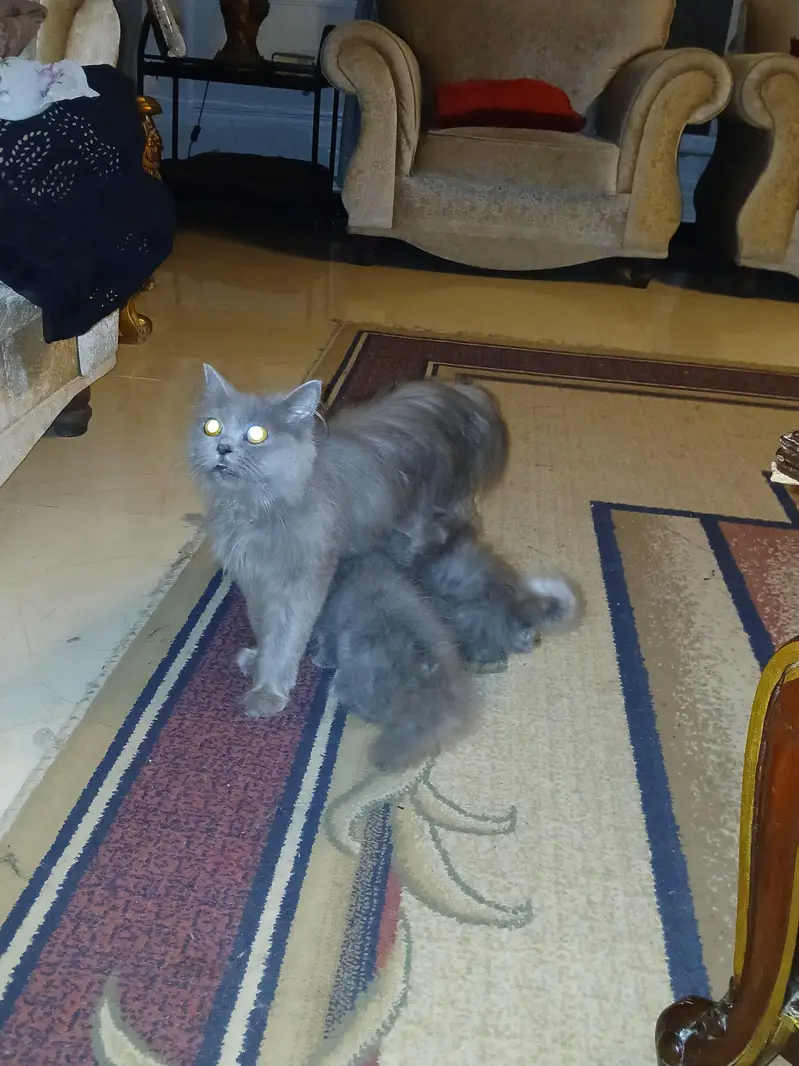 Russian Mother cat with 2 kittens — photo 3