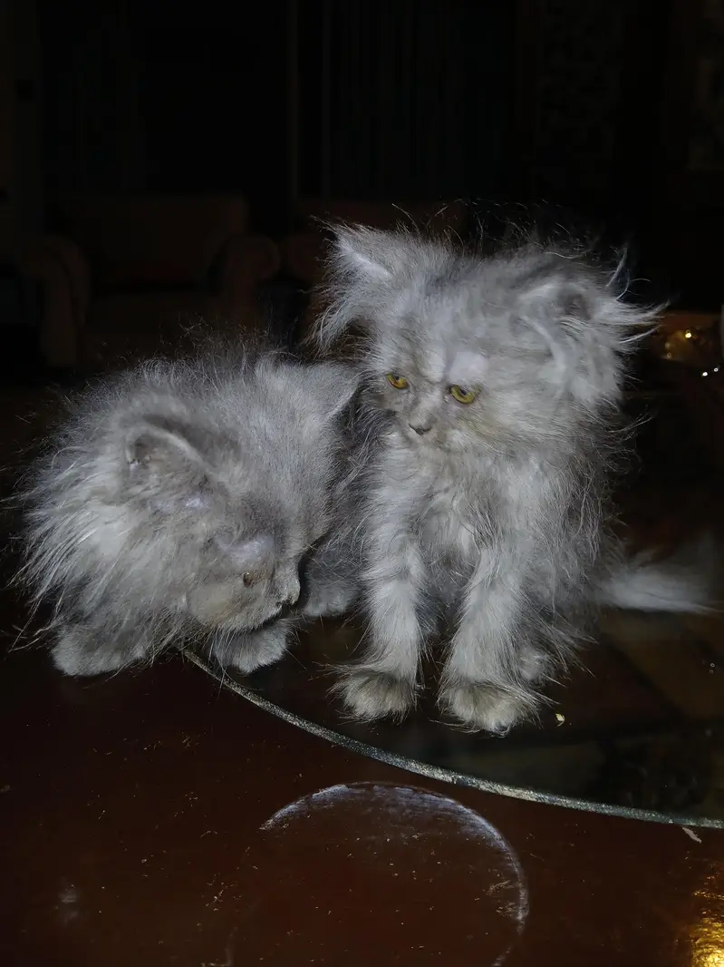 Russian Mother cat with 2 kittens — photo 4