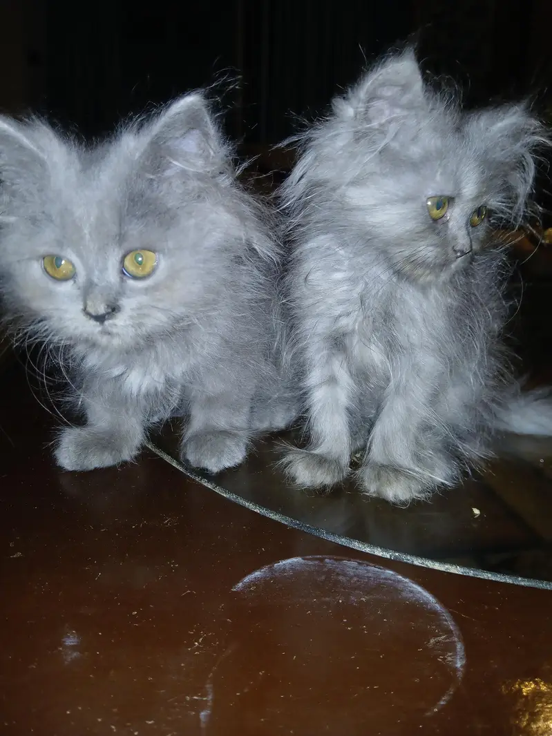 Russian Mother cat with 2 kittens — photo 5
