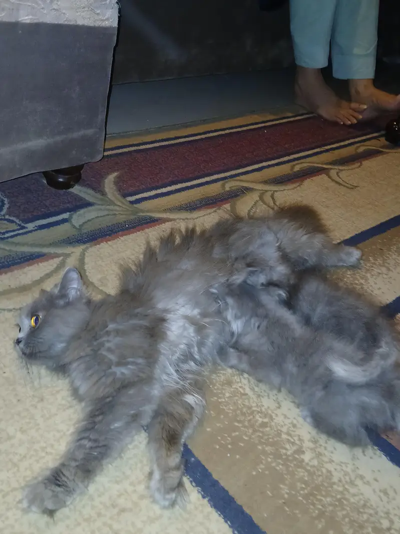 Russian Mother cat with 2 kittens — photo 6