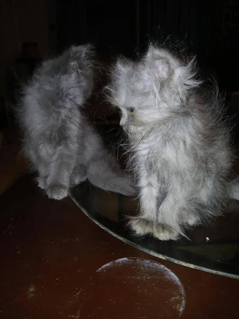 Russian Mother cat with 2 kittens — photo 8