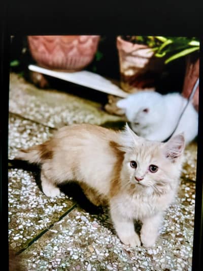 Fluffy Fur persian Kitten For Sale Fully Active & Playing