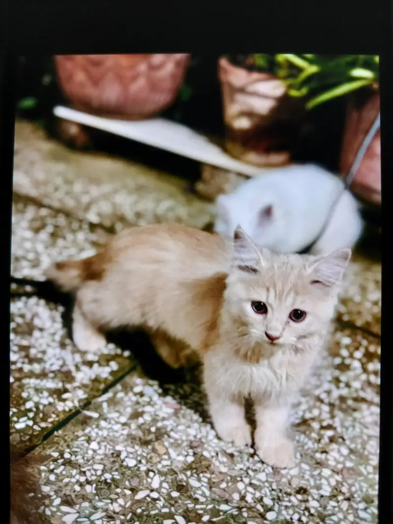 Fluffy Fur persian Kitten For Sale Fully Active & Playing — photo 2