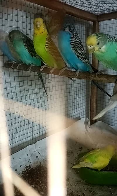 For sale 9 pieces Australian budgies. Age 7 months. Mix male female. C