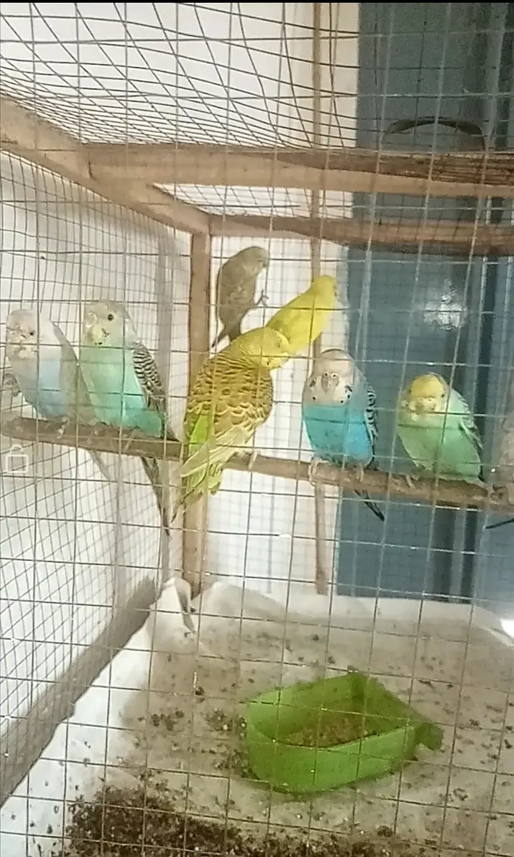 For sale 9 pieces Australian budgies. Age 7 months. Mix male female. C — photo 2