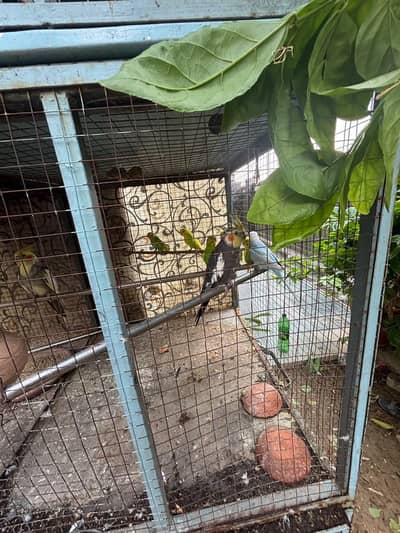 parrots for sale with cage