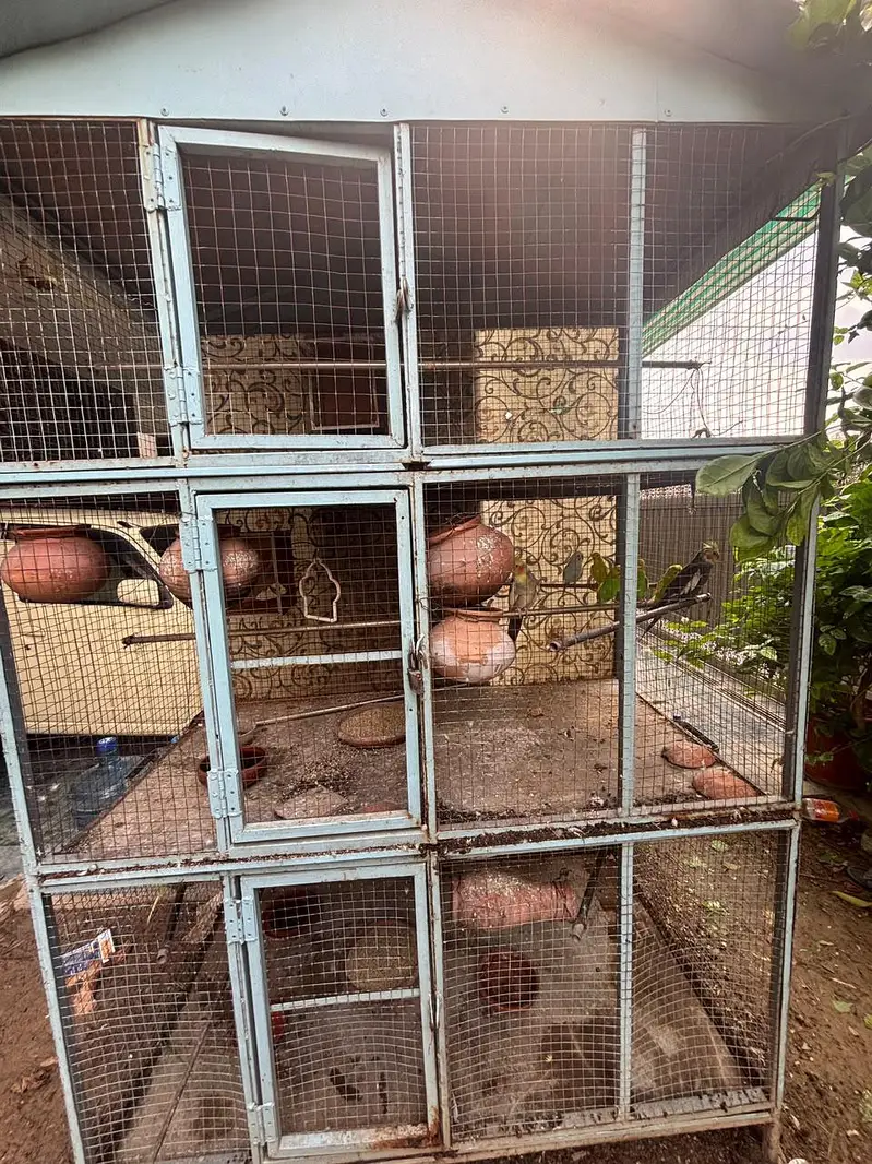 parrots for sale with cage — photo 4