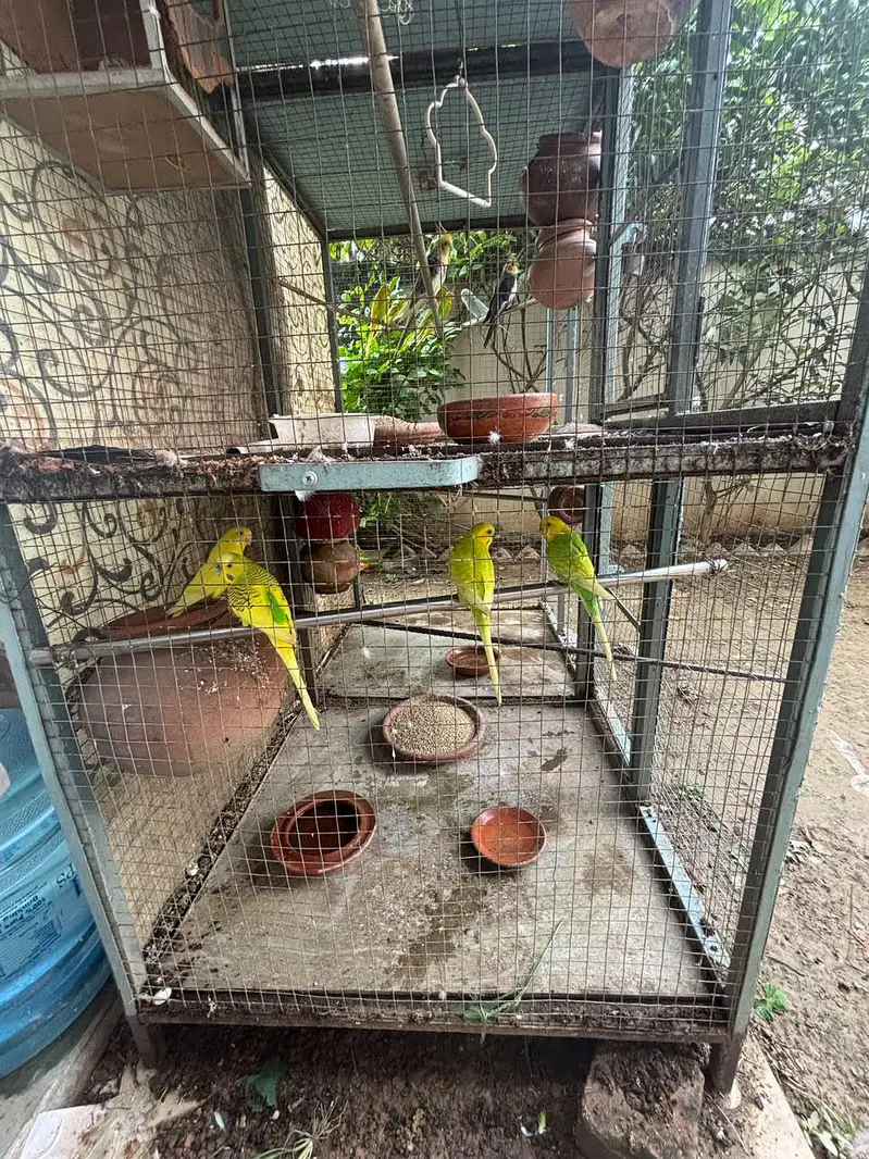 parrots for sale with cage — photo 5