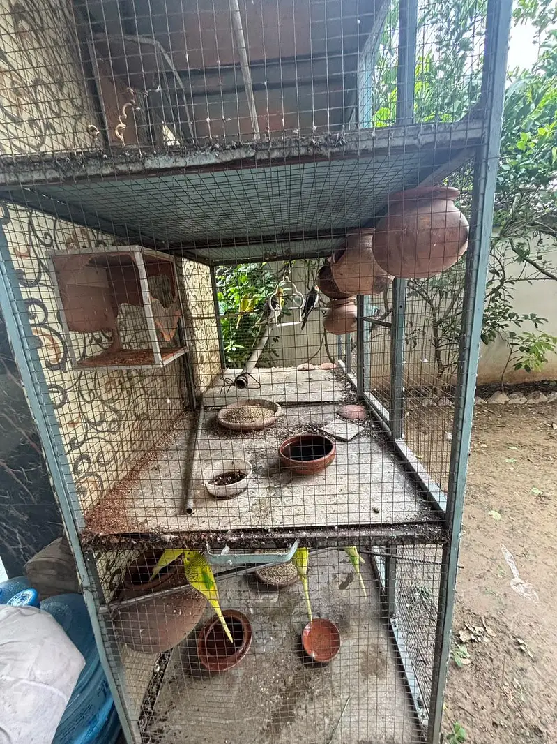 parrots for sale with cage — photo 6