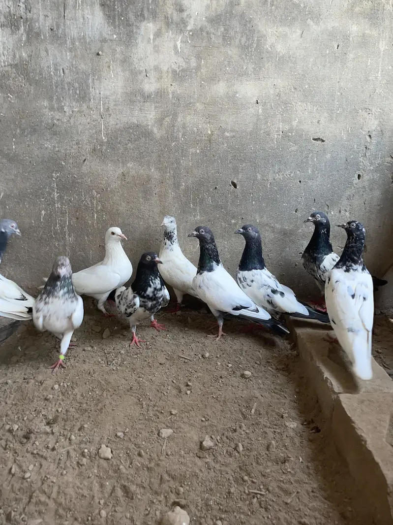 Kabotar available hain — photo 2