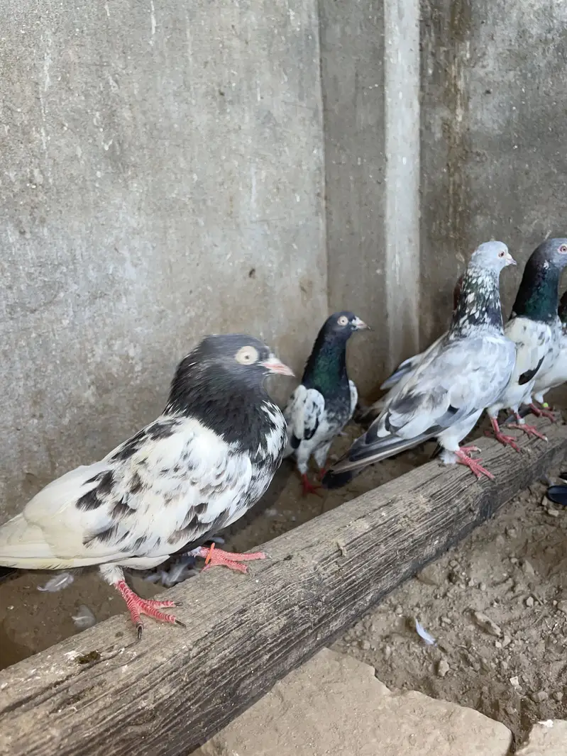 Kabotar available hain — photo 4