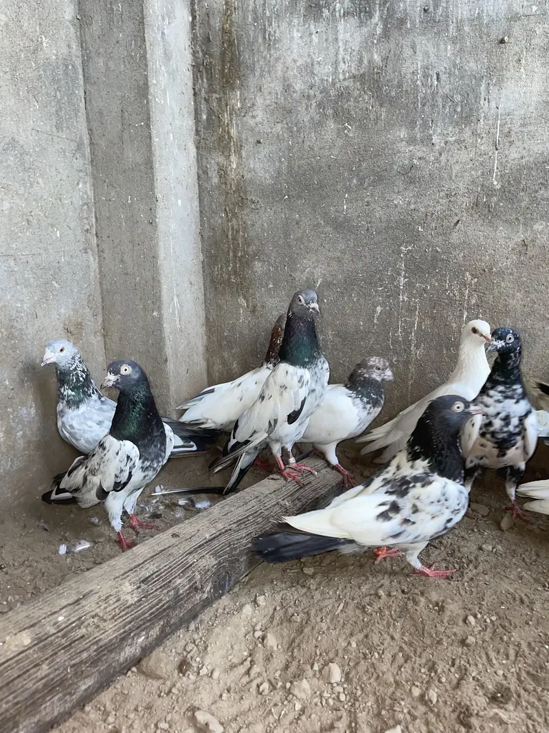 Kabotar available hain — photo 6