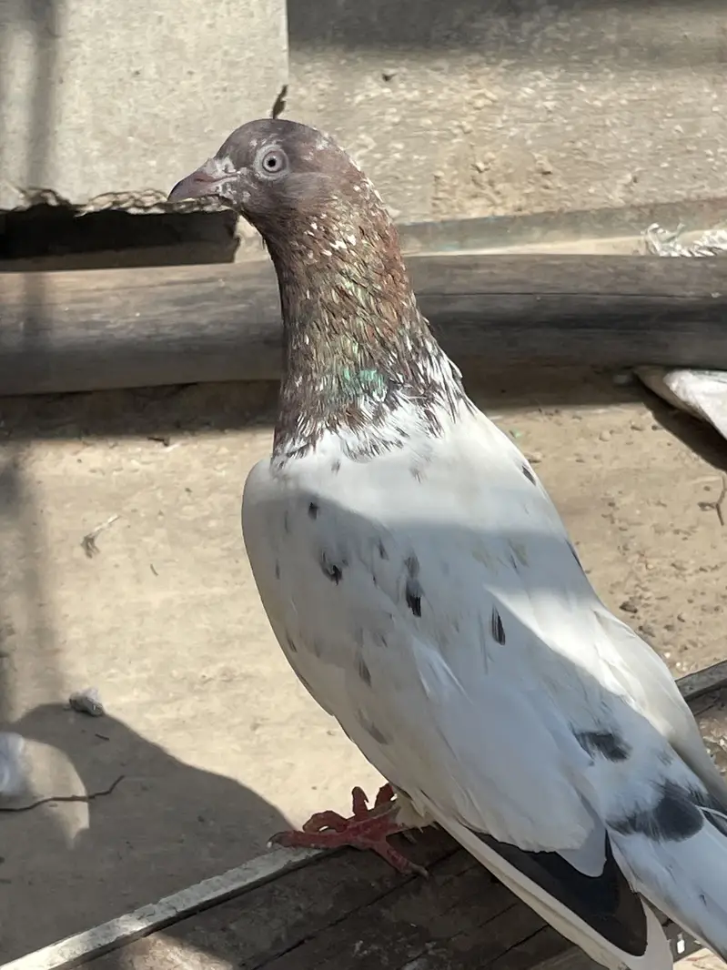 Kabotar available hain — photo 11