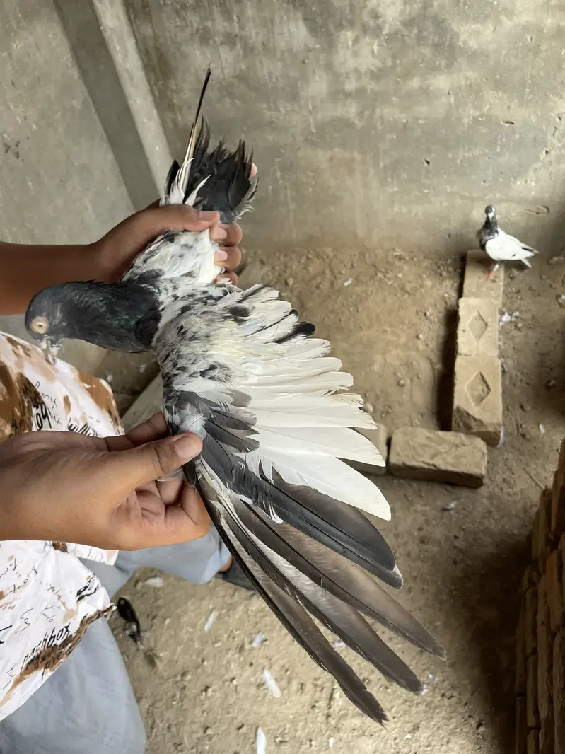 Kabotar available hain — photo 12