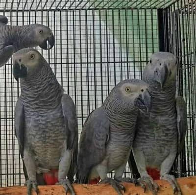 African grey parrot only WhatsApp 03094988831