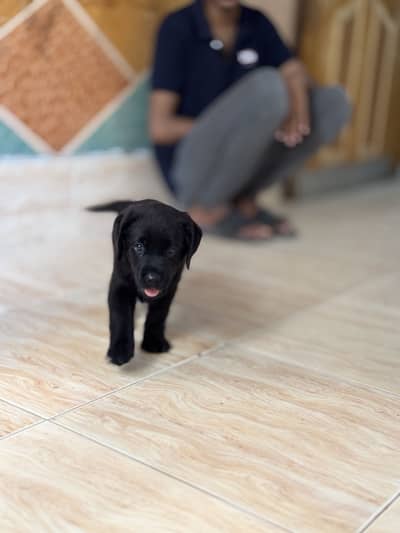 Pure Labrador puppy