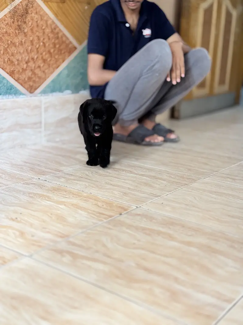 Pure Labrador puppy — photo 3
