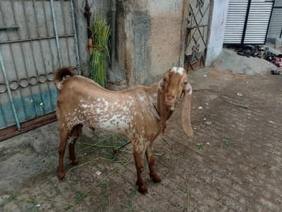 Bakra for sell makkachinni bakra