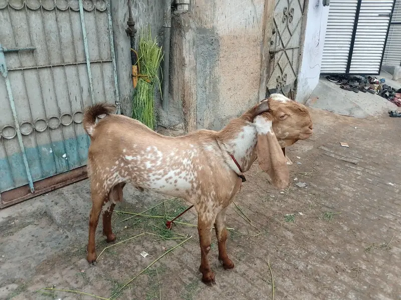 Bakra for sell makkachinni bakra — photo 2