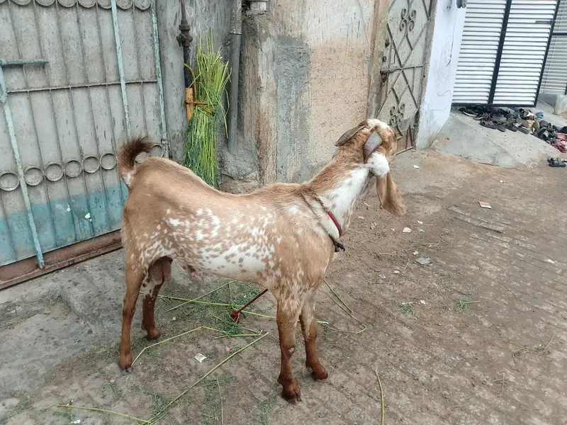 Bakra for sell makkachinni bakra — photo 3